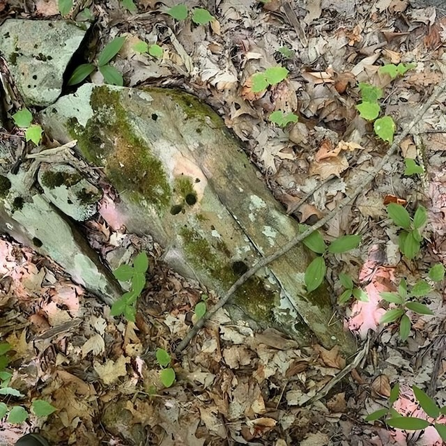 Can You Spot the Hidden Snake in This Forest Scene? Test Your Observation Skills Now!