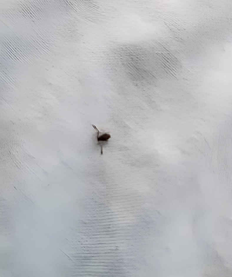 Steps To Take When Discovering a Tick Inside Your Home