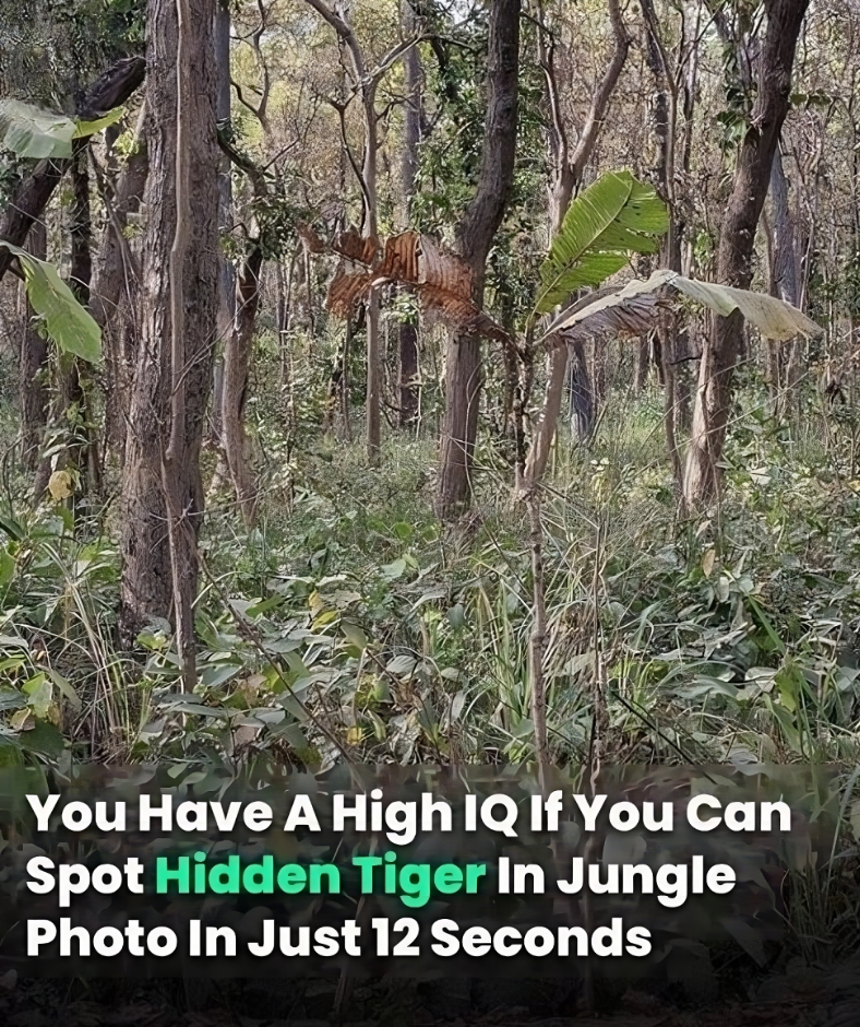 You Have A High IQ If You Can Spot Hidden Tiger In Jungle Photo In Just 12 Seconds