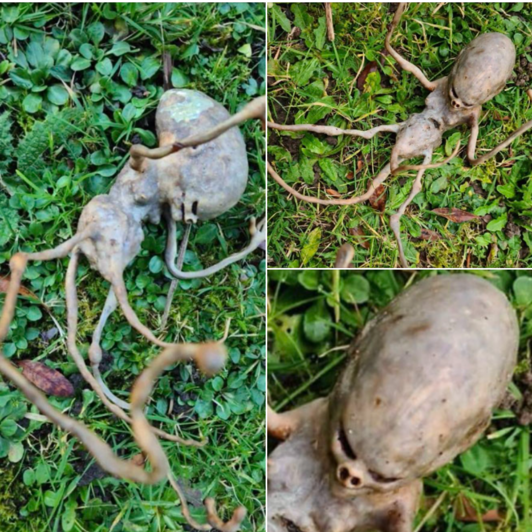 Neighbor finds ‘alien’ object in their backyard that has the internet stumped