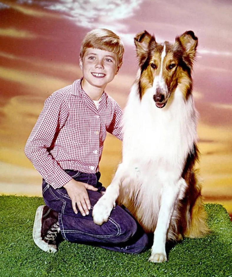 He Was Timmy on Lassie: The Remarkable Life and Career of Jon Provost. How does he look today?