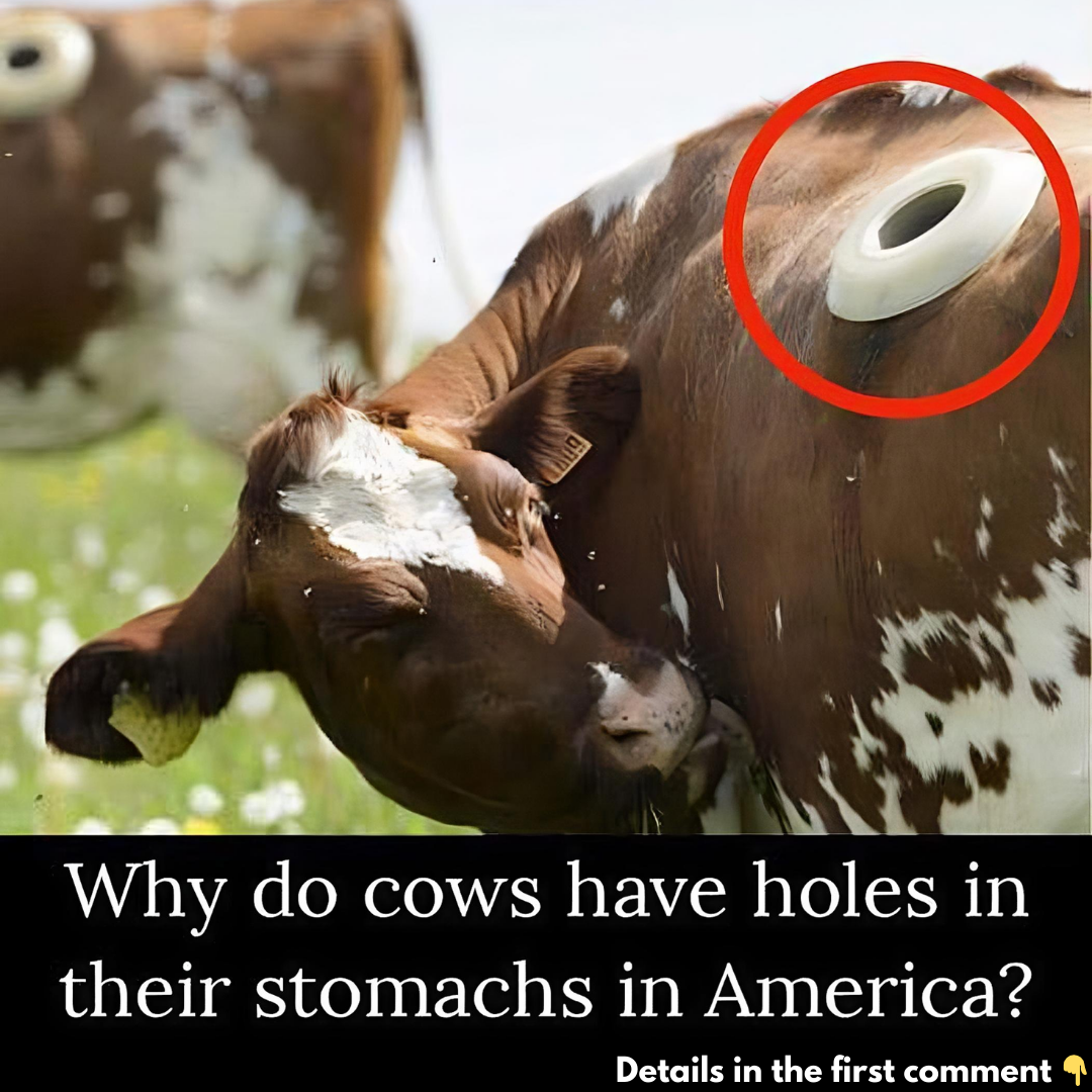 What Are Portholes in Cows? The Reason Will Blow Your Mind