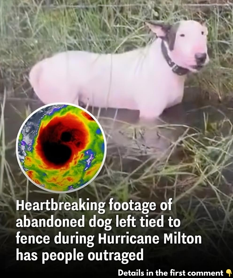 Outrage Grows as Heartbreaking Footage Shows Abandoned Dog Tied to Fence During Hurricane Milton