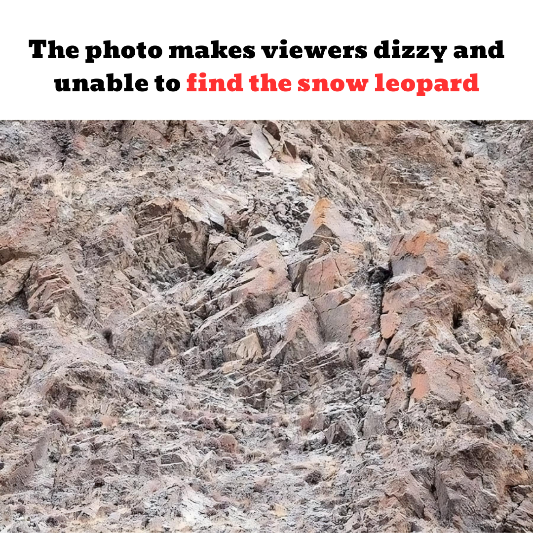 The photo makes viewers dizzy and unable to find the snow leopard