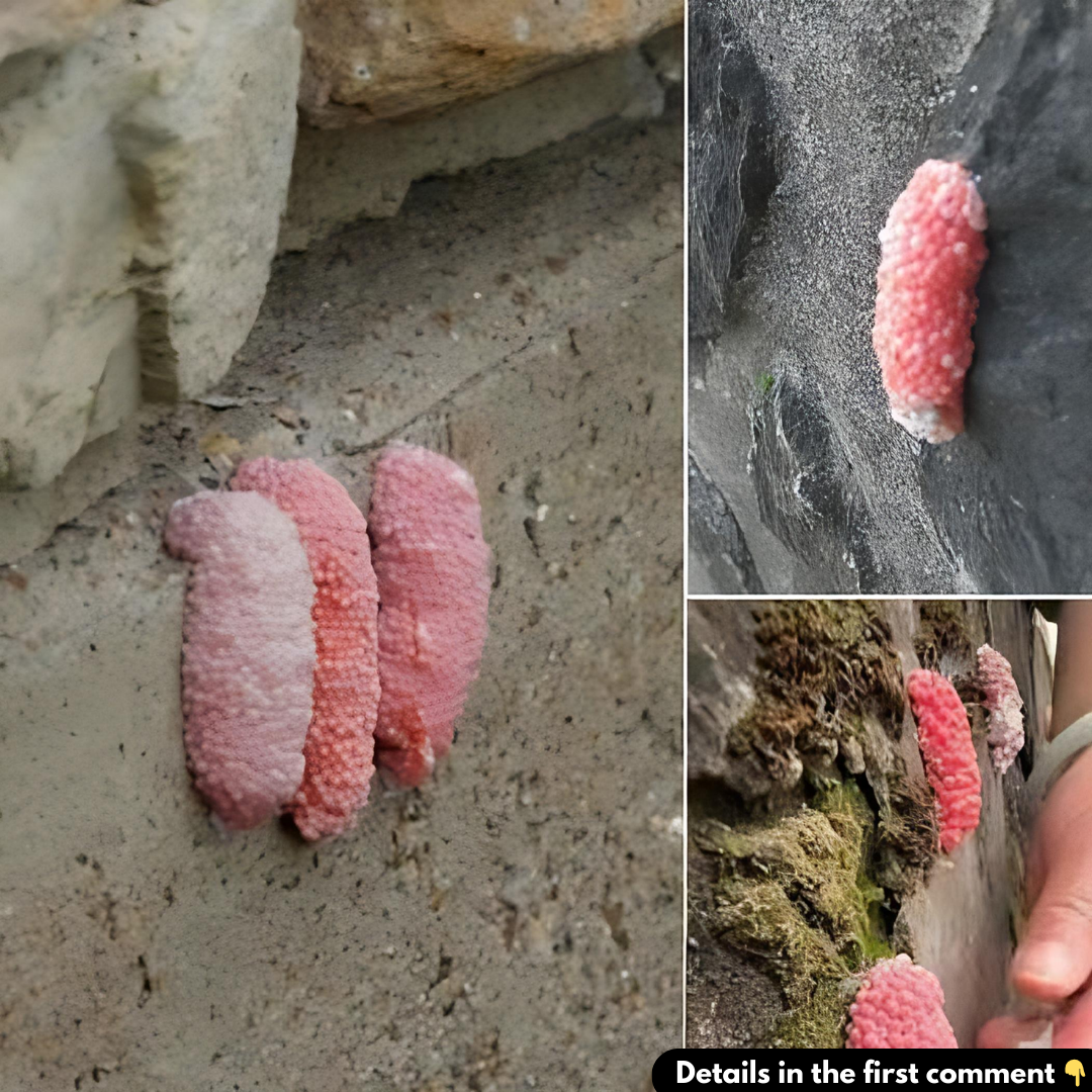 Those mysterious pink eggs that proliferate in the garden at Easter are harbingers of an invasion