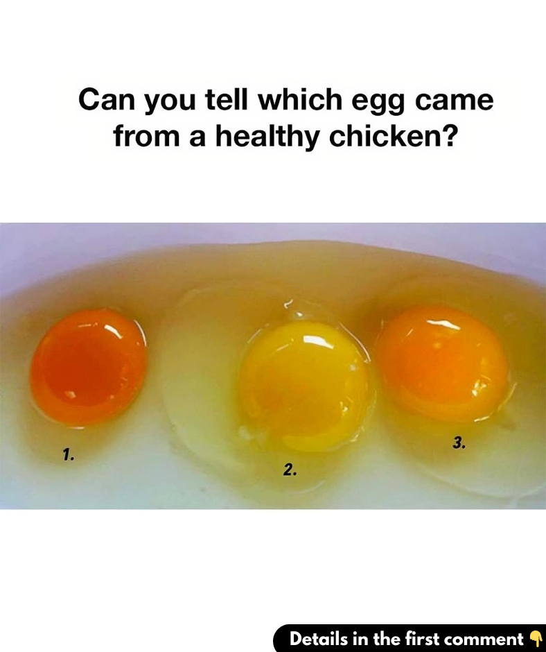 Can you tell which egg came from a healthy chicken?