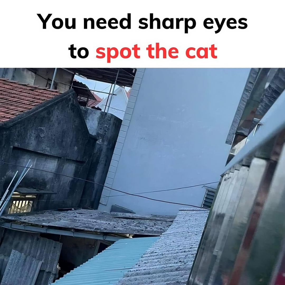 You need sharp eyes to spot the cat