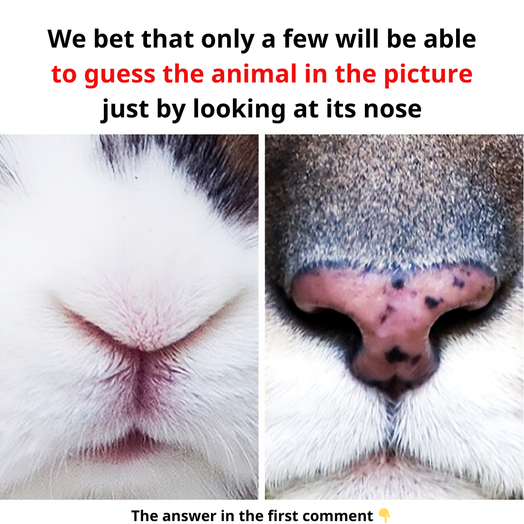 We bet that only a few will be able to guess the animal in the picture just by looking at its nose.