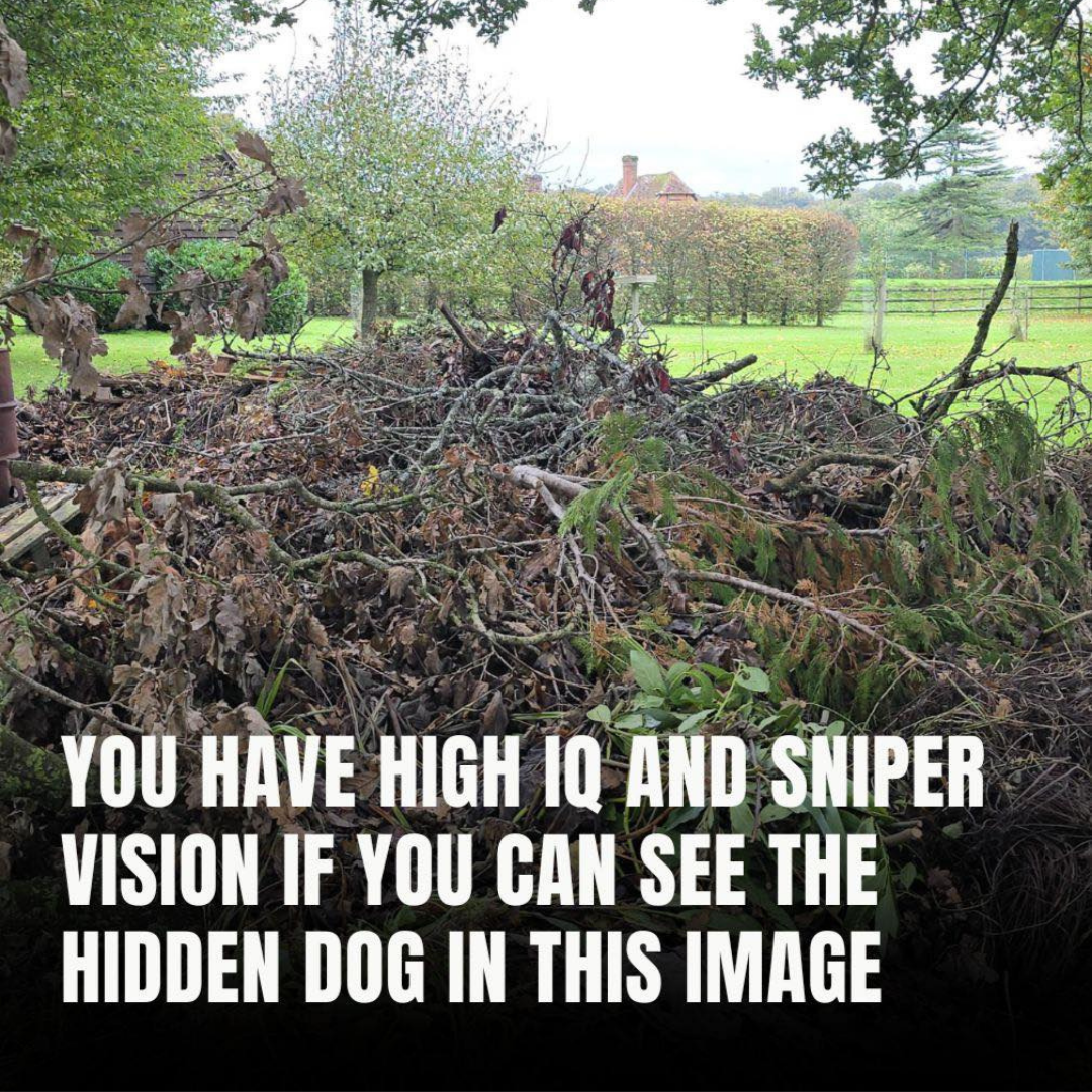 I Bet You Cannot See The Hidden Dog In This Image