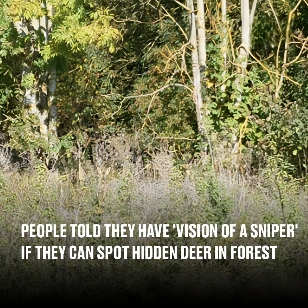 People told they have ‘vision of a sniper’ if they can spot hidden deer in forest