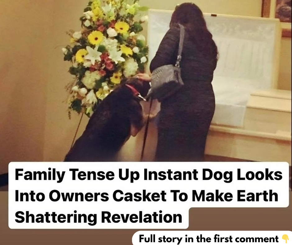 Grieving dog finds peace again at owner’s funeral