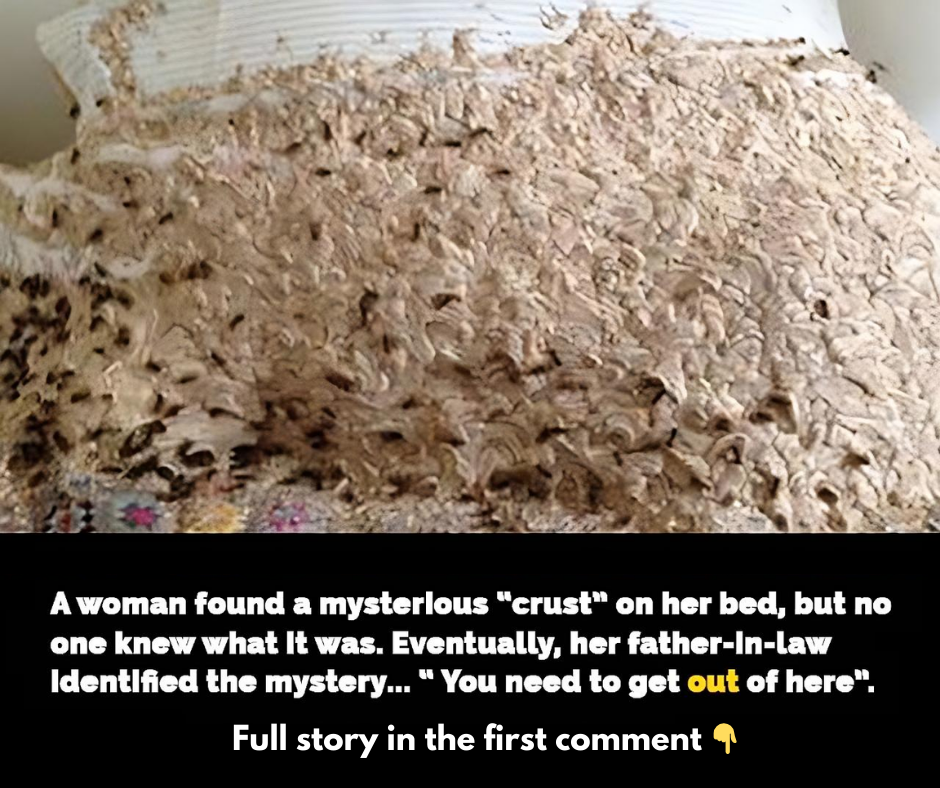 Enormous nest with 5,000 wasps found in woman’s spare room