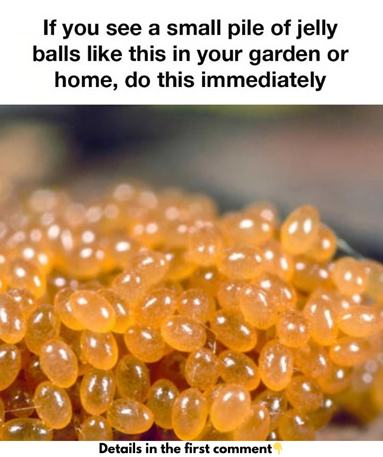 If you see a small pile of jelly balls like this in your garden or home, do this immediately