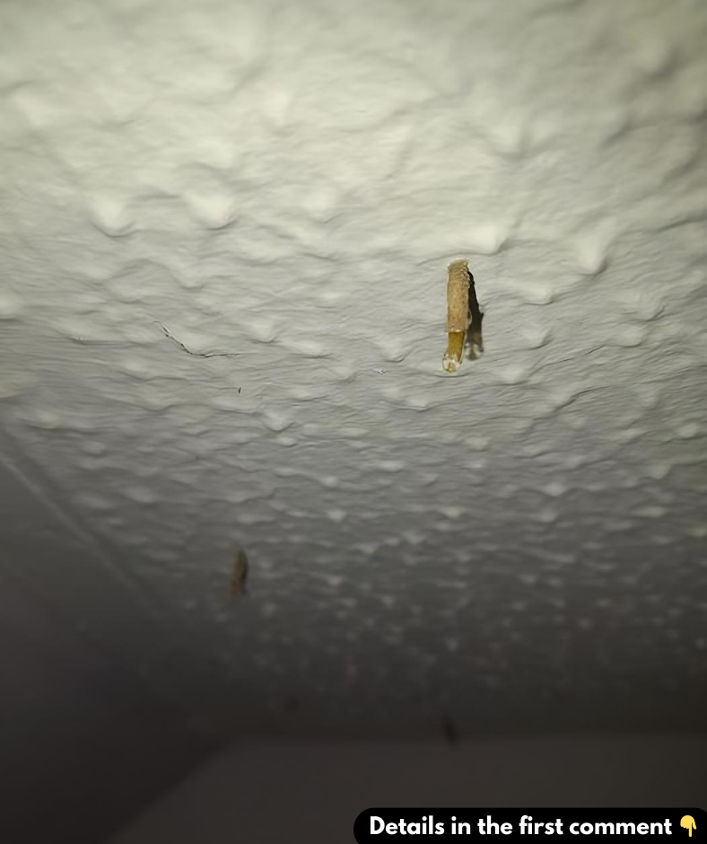 Deal With Unwanted Guests: How to Identify and Rid Your Home of Ceiling Creepers