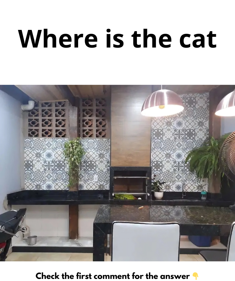 Test your eye skills: Where is the cat