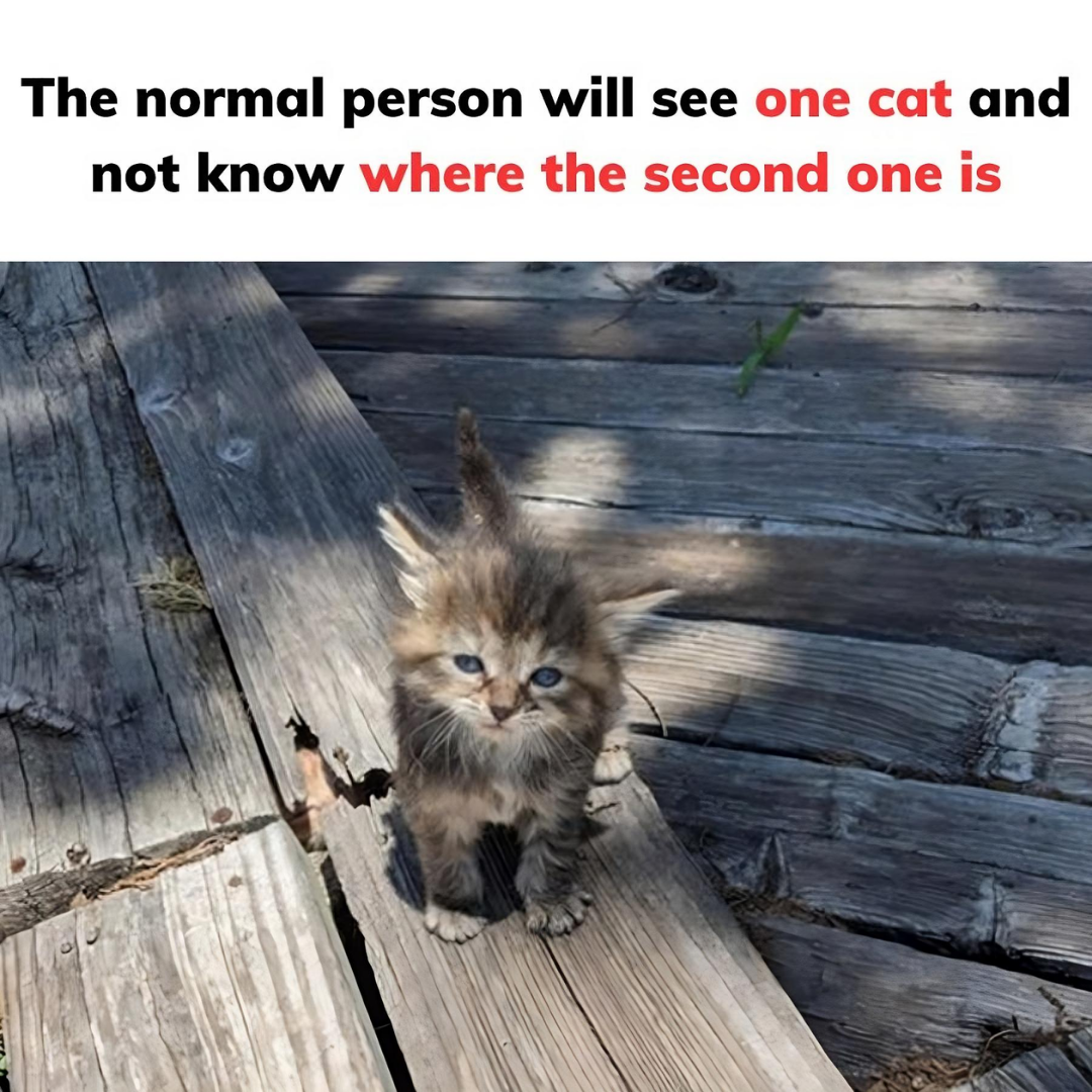 The normal person will see one cat and not know where the second one is