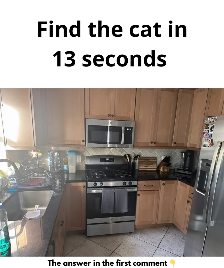 Find the cat in 13 seconds