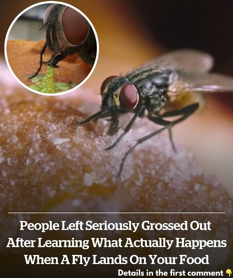 People left seriously disgusted by simulation showing what happens when a fly lands on your food