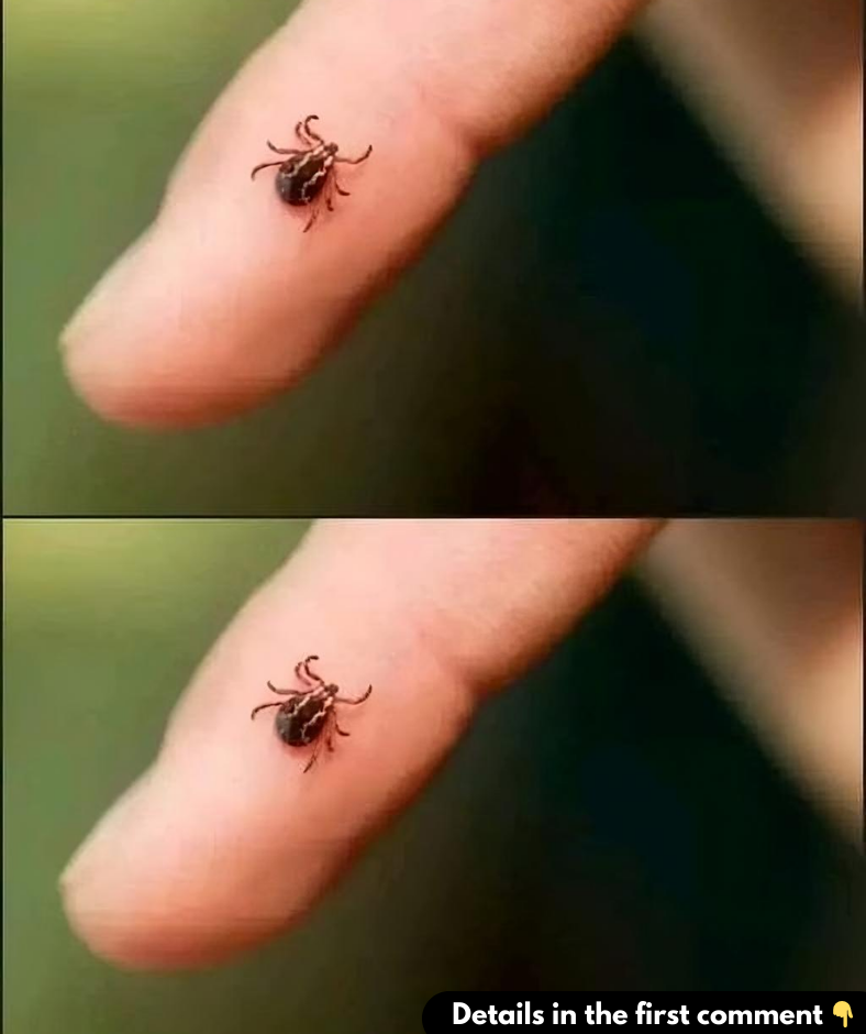 Where do ticks hide in the house and how to get rid of them