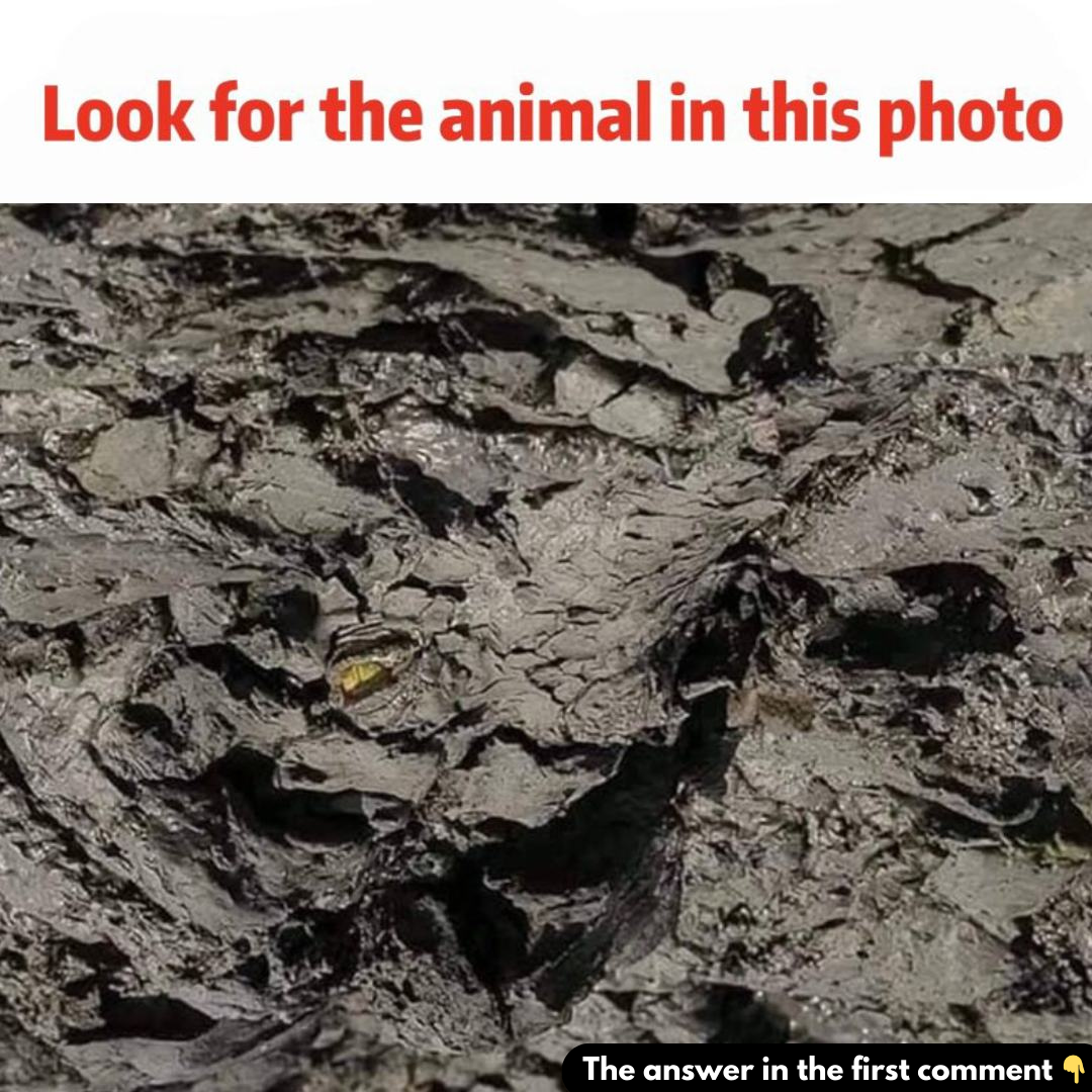 Look for the animal in this photo