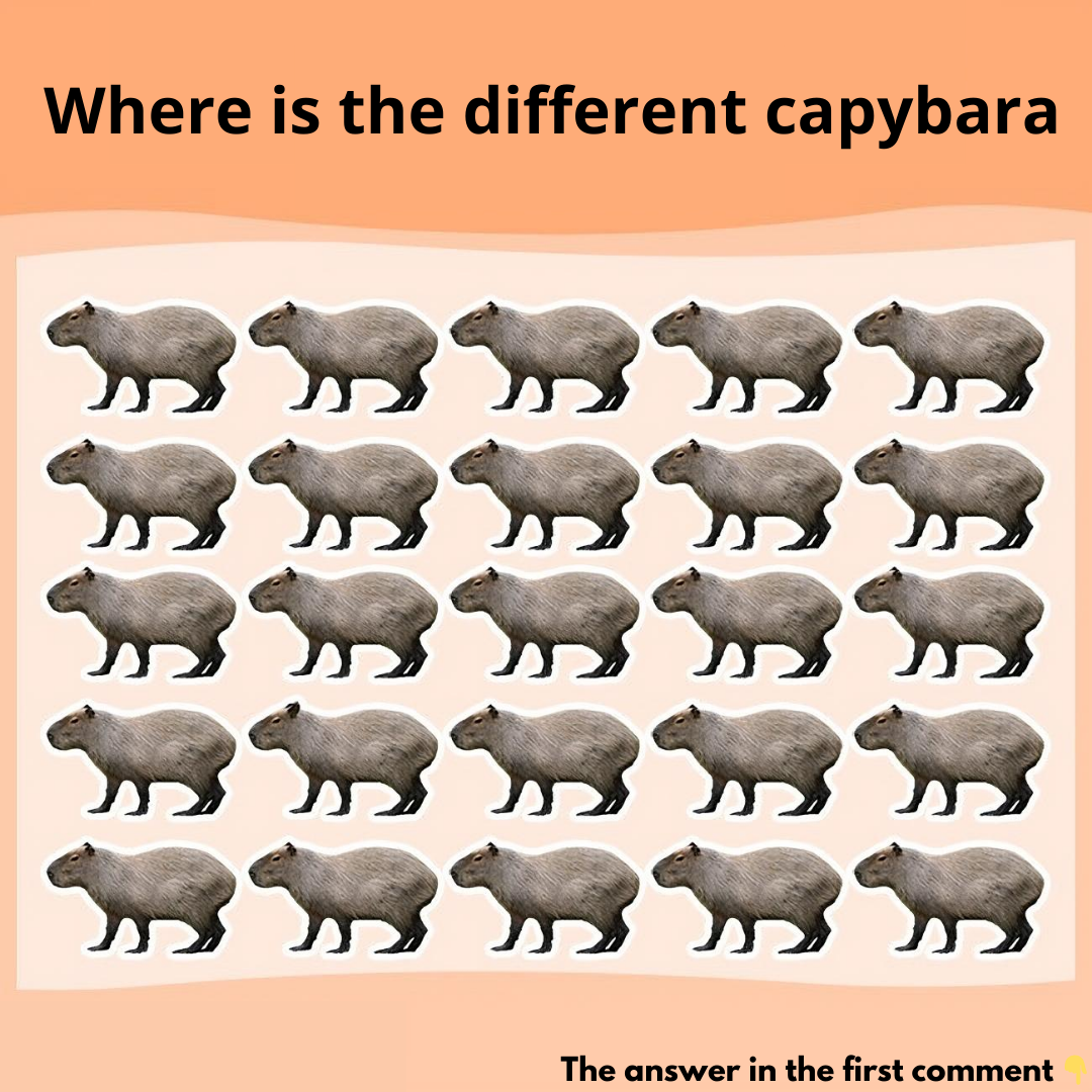 Where is the different capybara