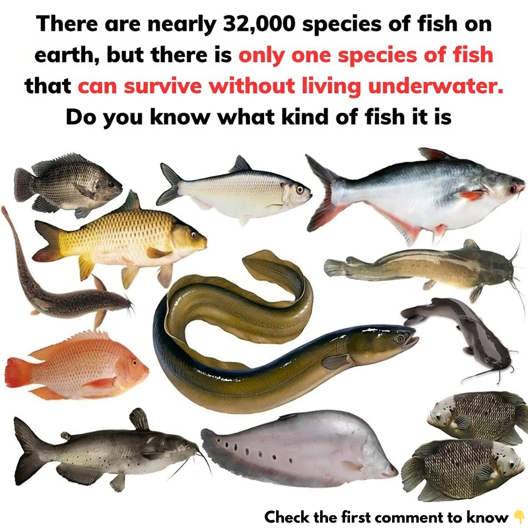 There are nearly 32,000 species of fish on earth, but there is only one species of fish that can survive without living underwater. Do you know what kind of fish it is