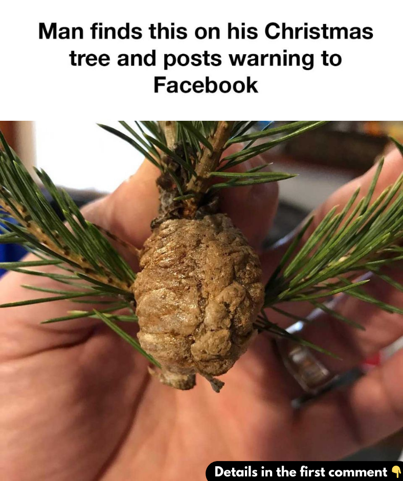 Man finds this on his Christmas tree and posts warning to Facebook