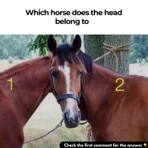 Find the horse standing in front in this baffling optical illusion