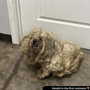 Shelter rescues neglected dog covered in three pounds of matted fur — he looks completely different after makeover