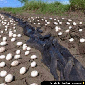 Farmer Finds Hundreds Of Strange Eggs In His Crops – But When They Hatch, He Bursts Into Tears