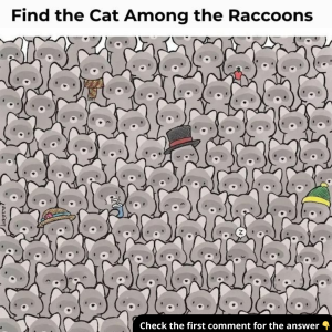 Can You Find the Cat Among the Raccoons? Let Us Know Your Answer