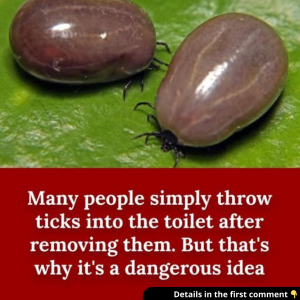 Many People Throw Away Ticks After Removal In The Toilet