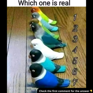 The Real Bird Challenge: Do You Have What It Takes to Solve This Puzzle? Answer Inside!