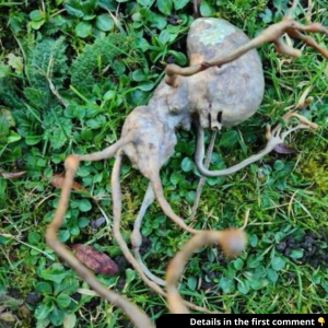 Neighbor finds ‘alien’ object in their backyard that has the internet stumped