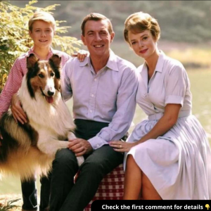 6 Things You Didn’t Know About ‘Lassie’ 6 Things You Didn’t Know About ‘Lassie’