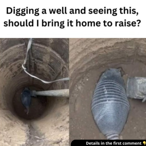 Digging a well and seeing this, should I bring it home to raise?