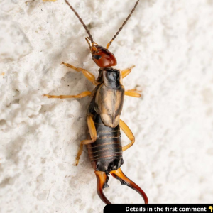 Help! My 8-year-old was bitten by this strange bug, and I’m really worried. My sister-in-law nearby has seen similar ones. Any idea what it is?