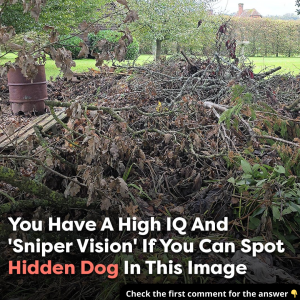 Can you spot the hidden dog? Only those with ‘sniper vision’ can find it