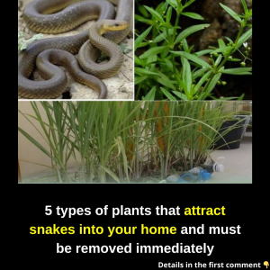 Be careful when planting these plant