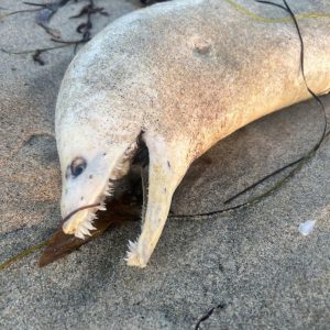 Horrifyingly goofy – creature washes onto Southern California beach