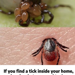 If you find a tick inside your home, here’s what you need to know…