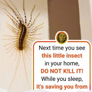 Why You Should Never Ever Kill A House Centipede If You Find One Inside Of Your Home