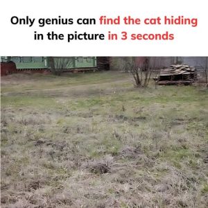 Optical Illusion for IQ Test: Can You Find The Hidden Cat On the Farm in 10 Seconds?