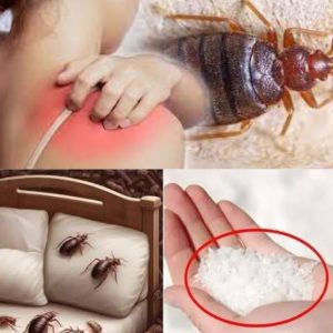 How to Banish Bedbugs from Your Garden in Minutes with Salt