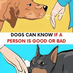 Can Dogs Really Tell Who’s Good or Bad? Here’s the Jaw-Dropping Truth You Didn’t Know Can Dogs Really Tell Who’s Good or Bad? Here’s the Jaw-Dropping Truth You Didn’t Know