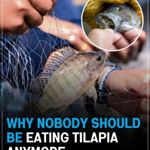 Still eating tilapia? You might want to think twice