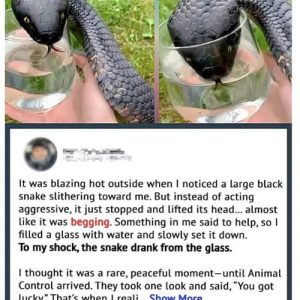 Wild Snake “Begged” Me For Some Water. When Animal Control Realizes Why, They Say, “You Got Lucky!”