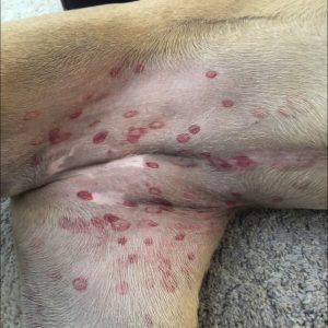 Vet reveals why red bites are appearing on dogs’ stomachs Vet reveals why red bites are appearing on dogs’ stomachs