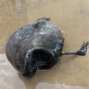 Strange creature washes ashore – when people realize what it is, it raises bone-chilling questions…