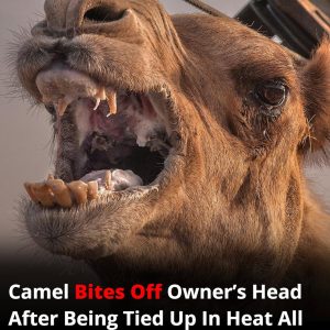 Neglected camel k*lls owner after hours tied in scorching heat Neglected camel k*lls owner after hours tied in scorching heat